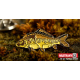 Carp special (26mm)