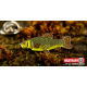 Tench (25mm)