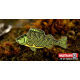 Perch (25mm)