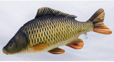 Pillow – Common Carp – 100 cm