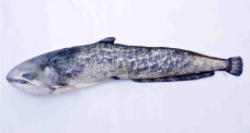 Pillow – Catfish – 200 cm Pillow – Catfish – 200 cm