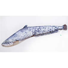 Pillow – Catfish – 62 cm