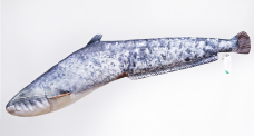 Pillow – Catfish – 62 cm Pillow – Catfish – 62 cm