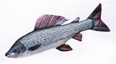 Pillow – Grayling – 65 cm