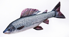 Pillow – Grayling – 65 cm