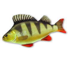 Fish pillow PERCH - lenght 50 cm