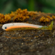 RAINBOW TROUT - UV COLOR