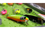 Discounted set rainbow trout 2024