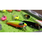Discounted set rainbow trout 2024