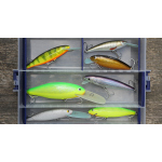 Discounted set catfish 2023