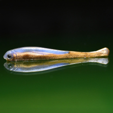 Minnow SSF 3 - 77 mm