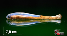 Minnow SSF 3