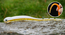 Minnow BIG SNAKE XXL