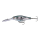 Gizzard Shad