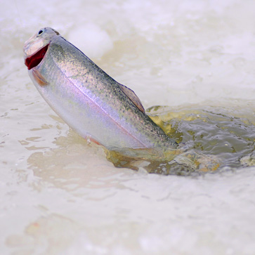 Ice fishing