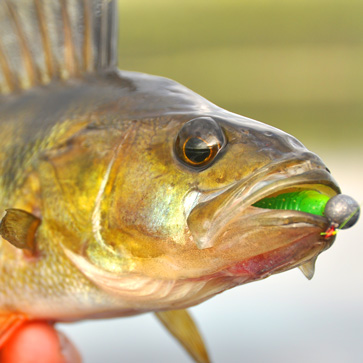 Perch