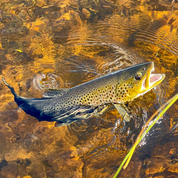 Trout