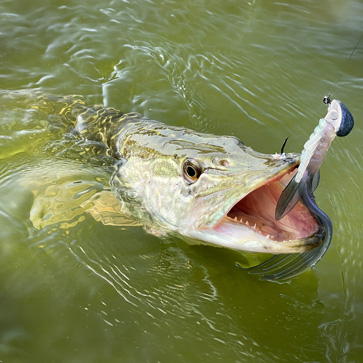 Pike