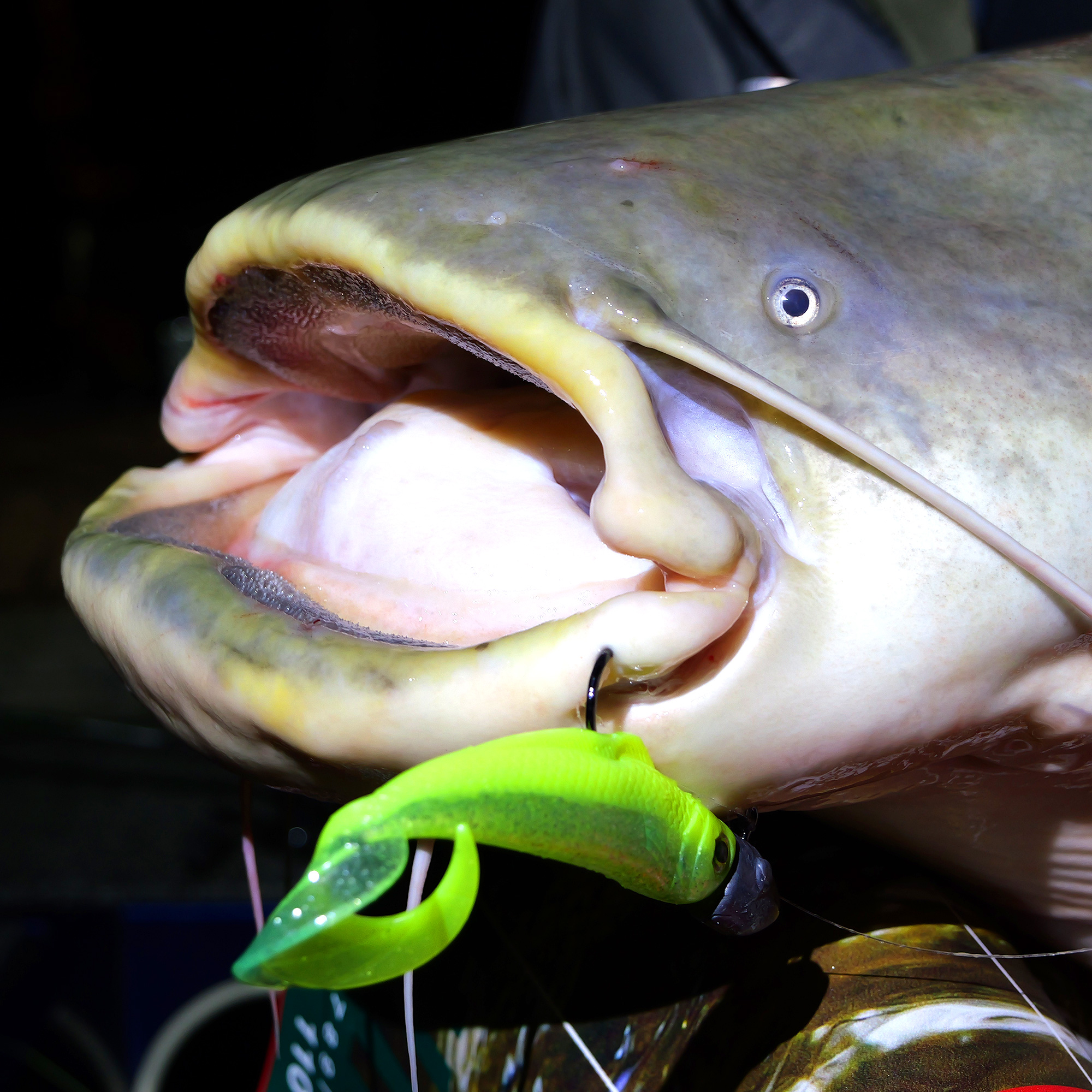 Catfishing